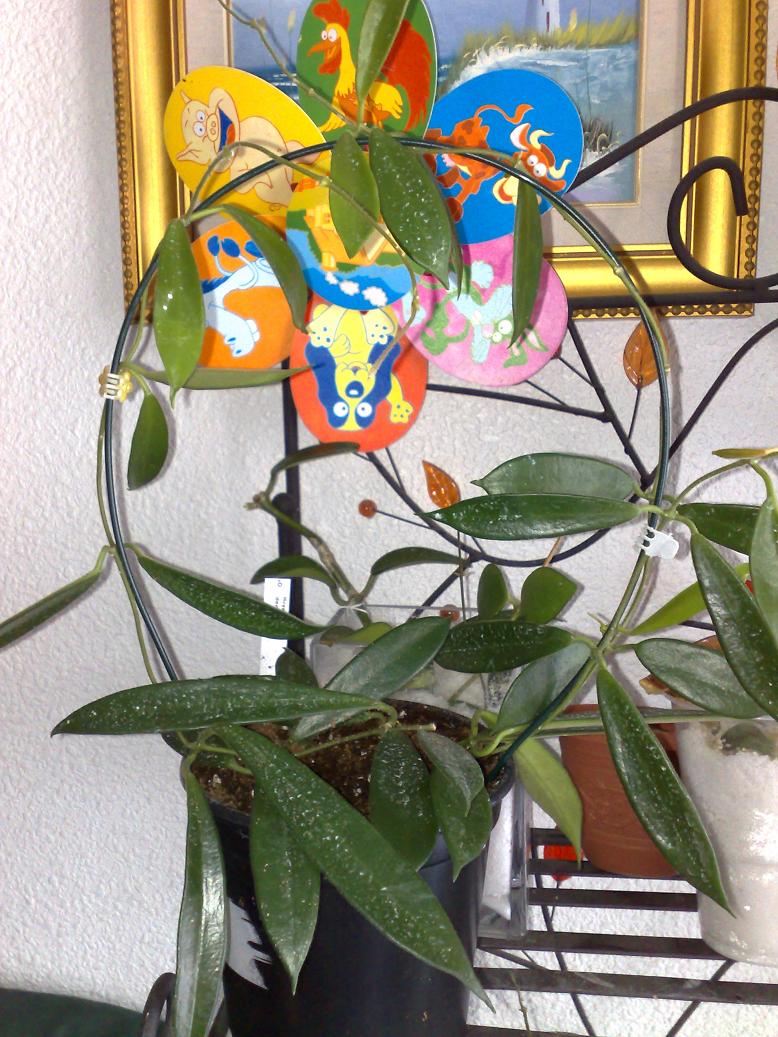 [Foto de planta, jardin, jardineria]