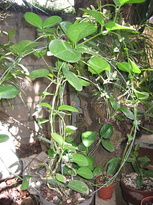 [Foto de planta, jardin, jardineria]