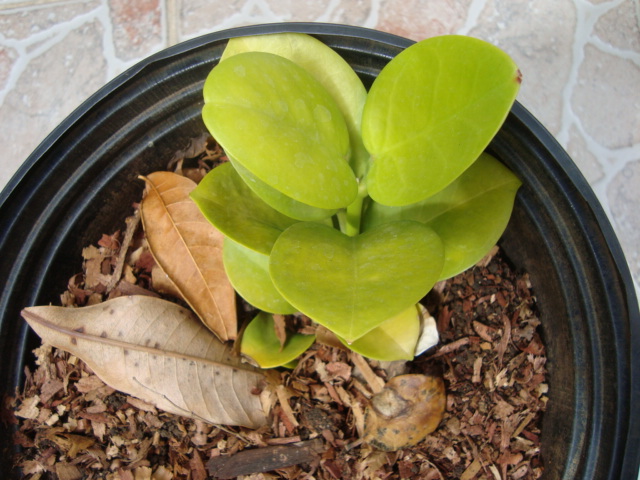 [Foto de planta, jardin, jardineria]