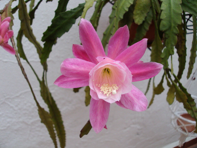 [Foto de planta, jardin, jardineria]