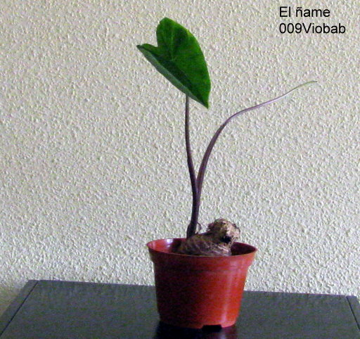 [Foto de planta, jardin, jardineria]