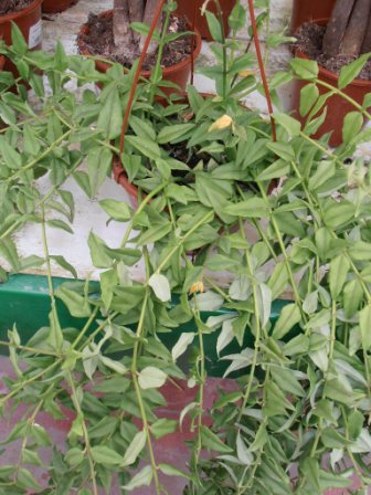 [Foto de planta, jardin, jardineria]