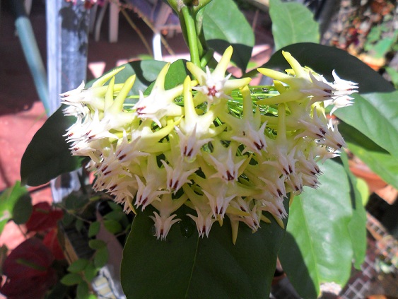 [Foto de planta, jardin, jardineria]