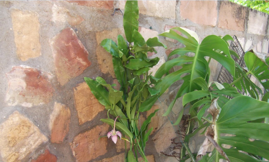[Foto de planta, jardin, jardineria]