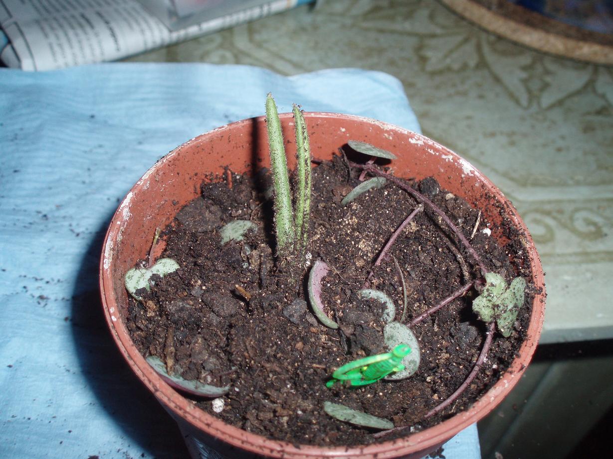 [Foto de planta, jardin, jardineria]