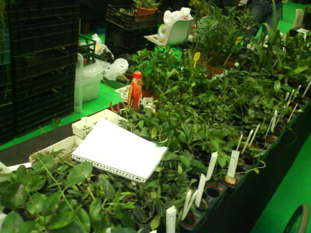 [Foto de planta, jardin, jardineria]