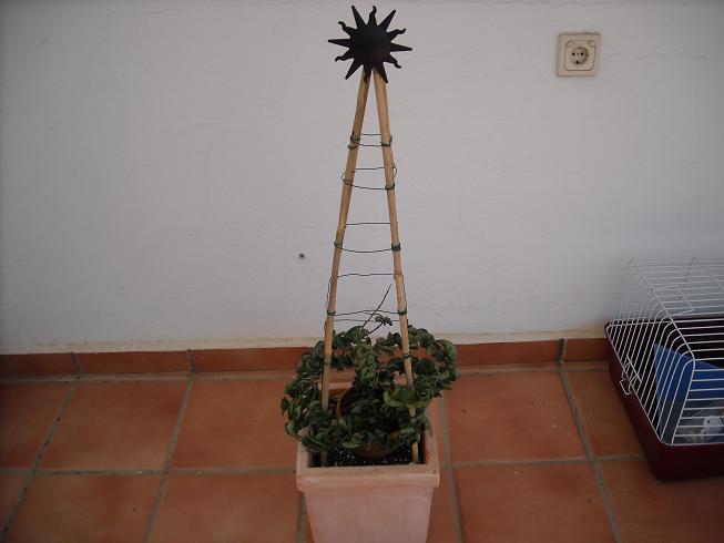 [Foto de planta, jardin, jardineria]