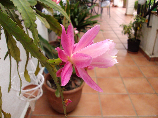 [Foto de planta, jardin, jardineria]