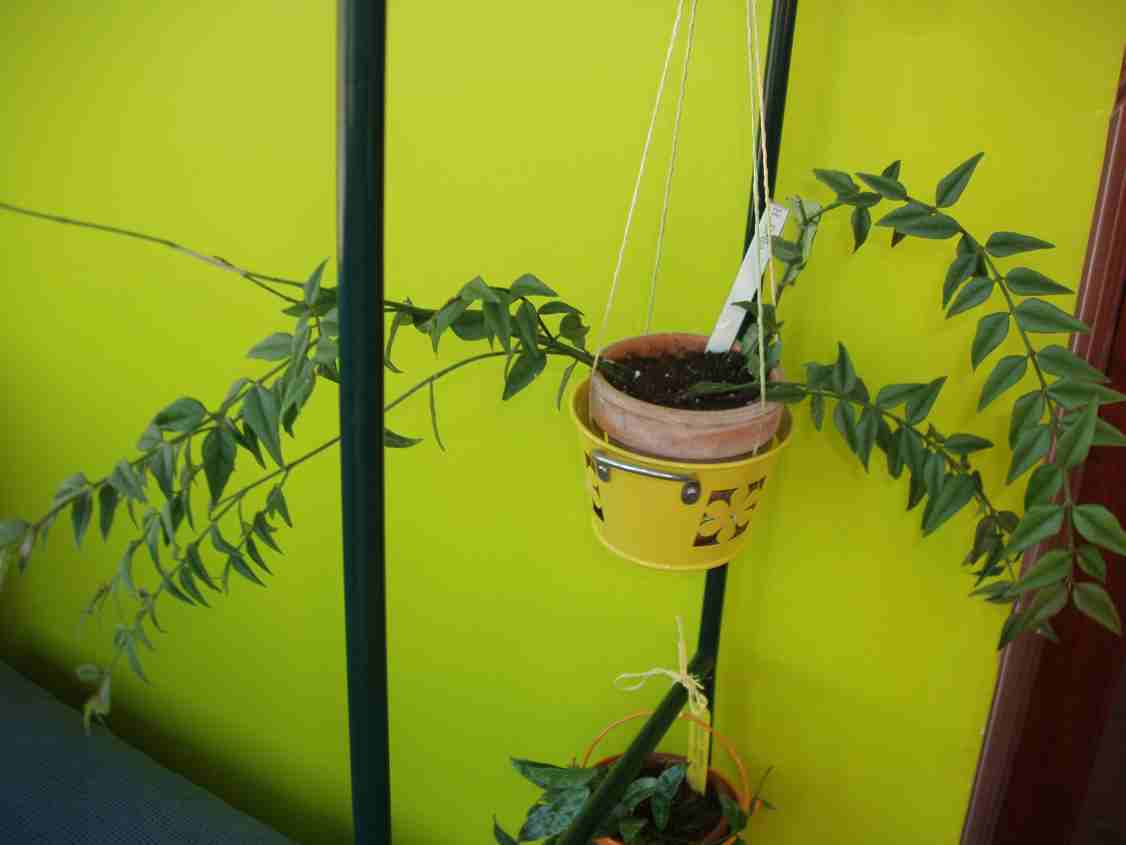 [Foto de planta, jardin, jardineria]