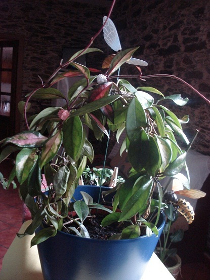 [Foto de planta, jardin, jardineria]