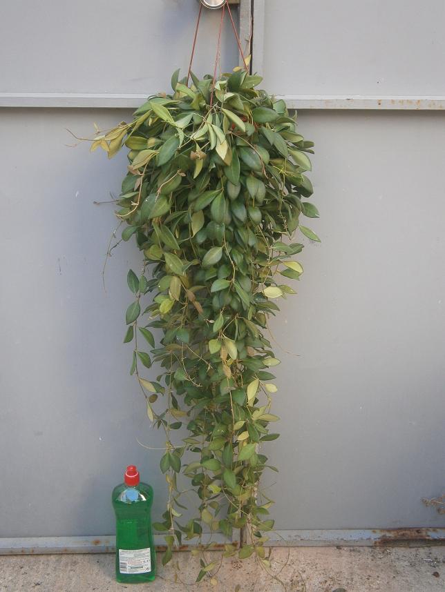 [Foto de planta, jardin, jardineria]