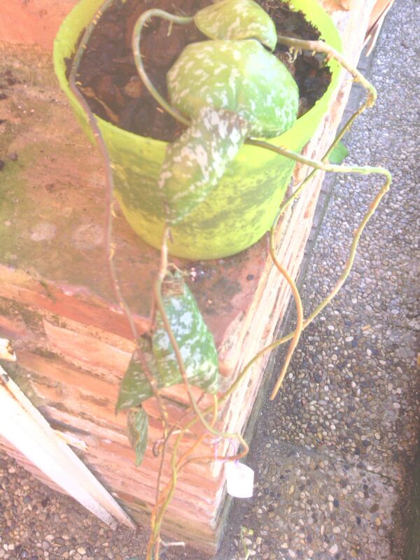 [Foto de planta, jardin, jardineria]