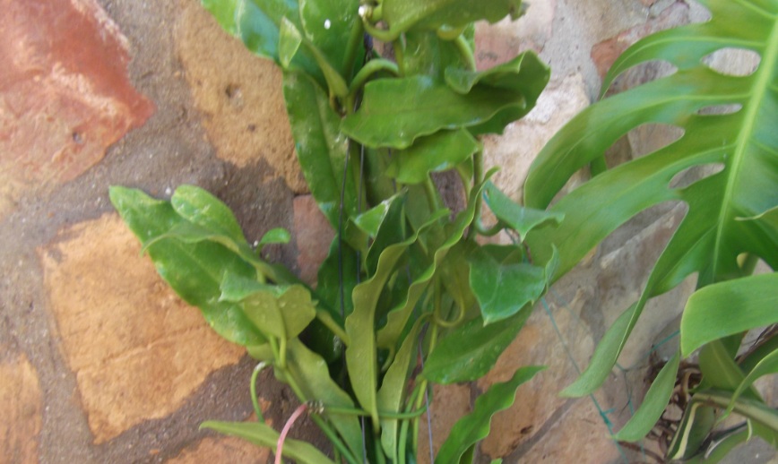[Foto de planta, jardin, jardineria]