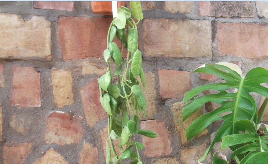 [Foto de planta, jardin, jardineria]