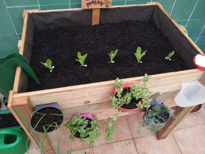 [Foto de planta, jardin, jardineria]