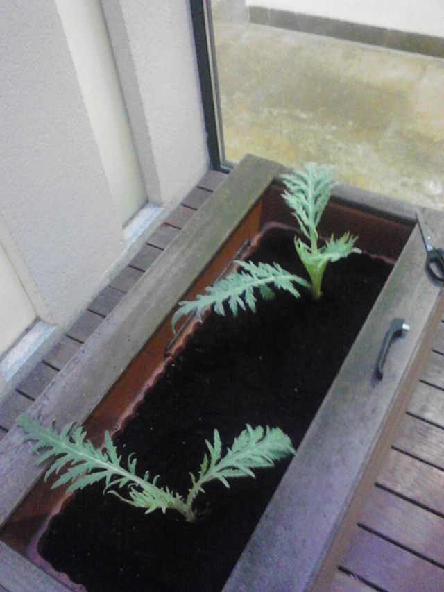[Foto de planta, jardin, jardineria]