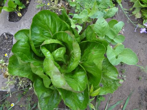 [Foto de planta, jardin, jardineria]