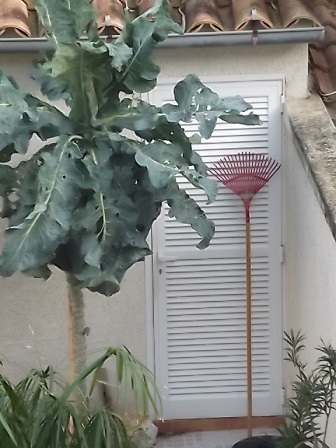 [Foto de planta, jardin, jardineria]