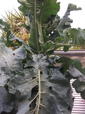 [Foto de planta, jardin, jardineria]