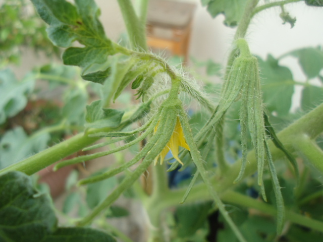 [Foto de planta, jardin, jardineria]