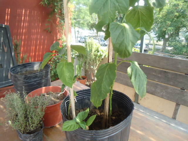 [Foto de planta, jardin, jardineria]