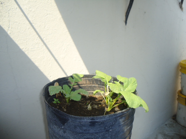 [Foto de planta, jardin, jardineria]