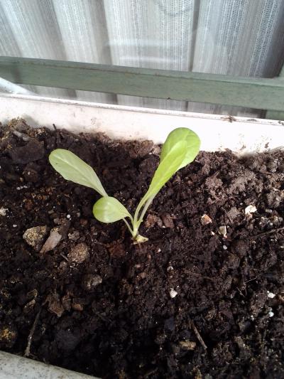 [Foto de planta, jardin, jardineria]