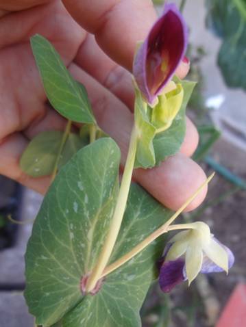 [Foto de planta, jardin, jardineria]