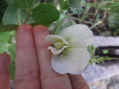 [Foto de planta, jardin, jardineria]