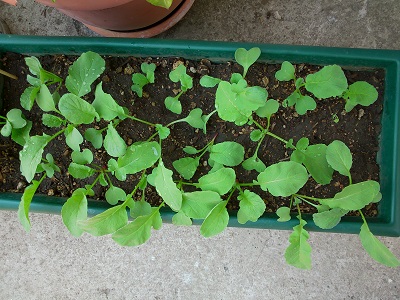 [Foto de planta, jardin, jardineria]
