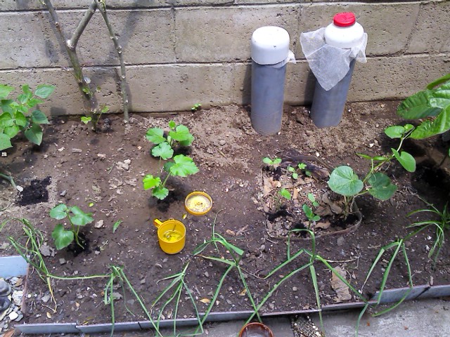 [Foto de planta, jardin, jardineria]