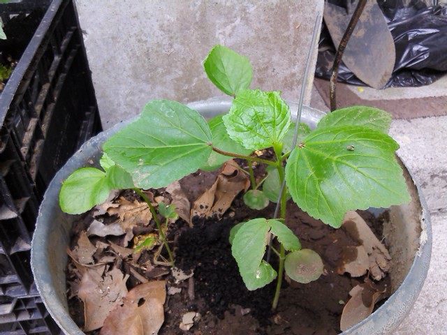 [Foto de planta, jardin, jardineria]