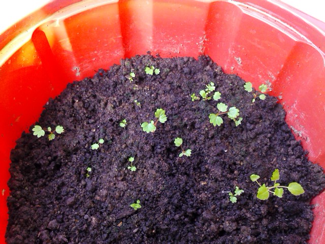 [Foto de planta, jardin, jardineria]