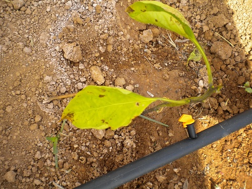 [Foto de planta, jardin, jardineria]