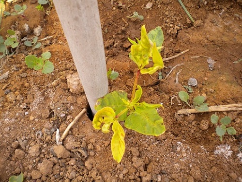 [Foto de planta, jardin, jardineria]