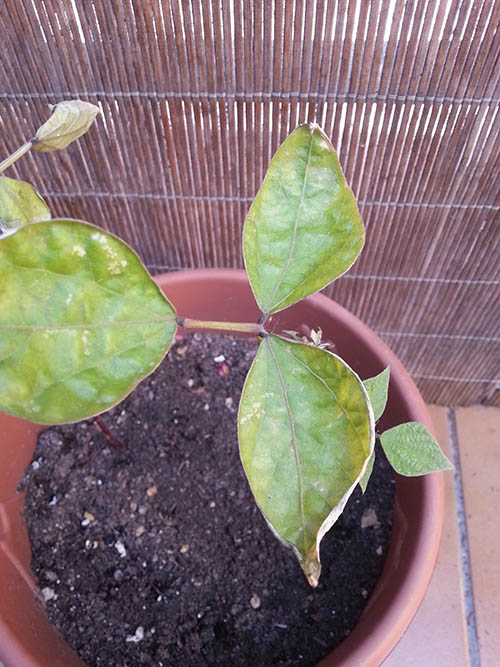 [Foto de planta, jardin, jardineria]