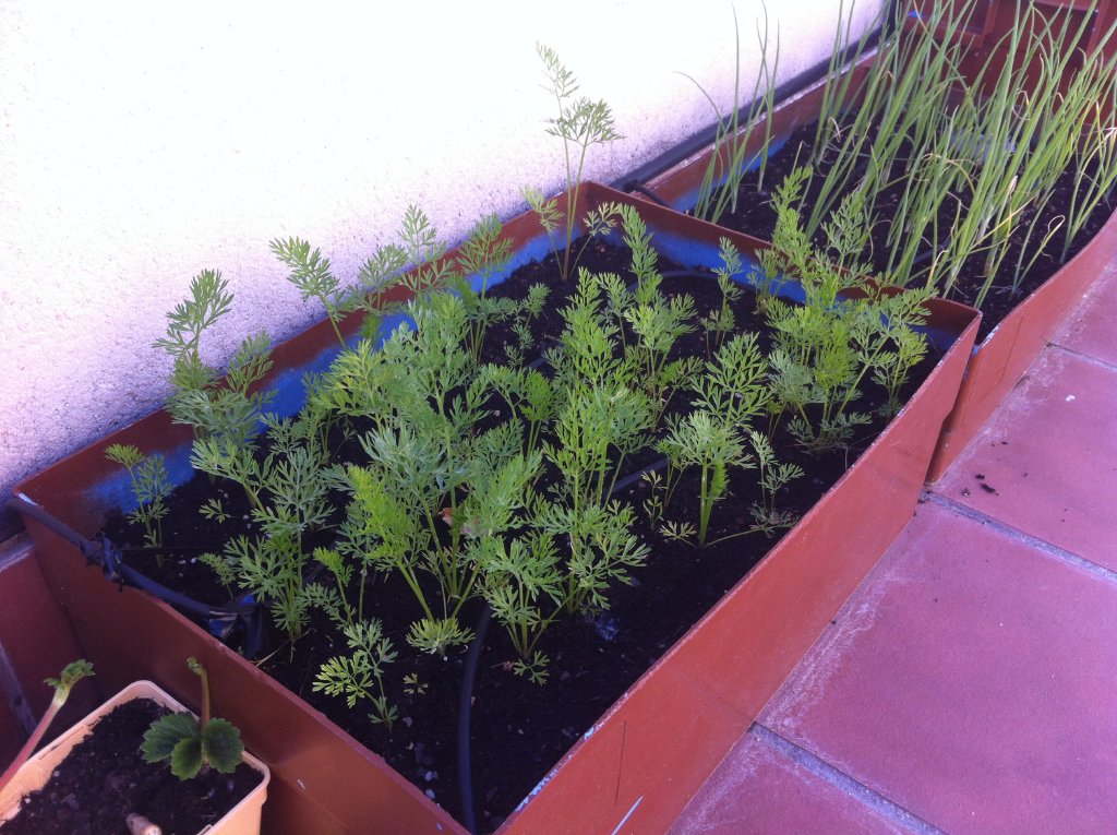 [Foto de planta, jardin, jardineria]