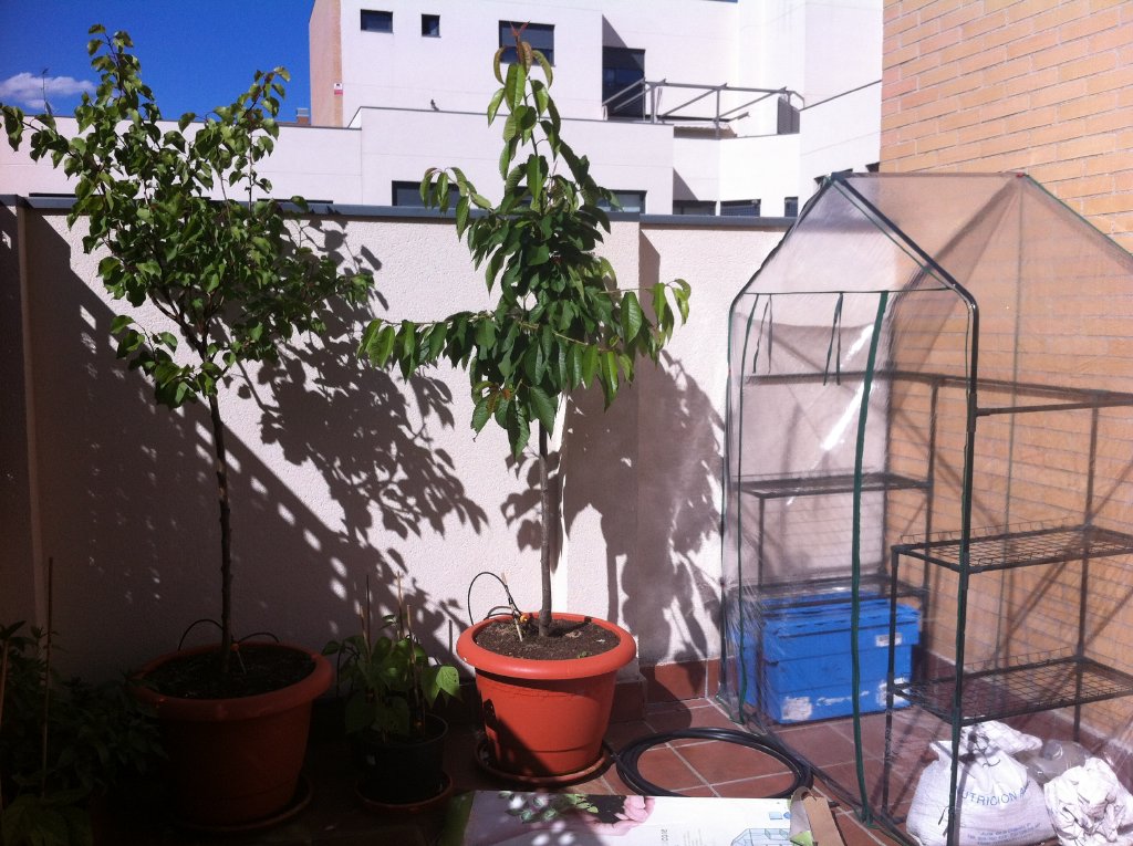 [Foto de planta, jardin, jardineria]