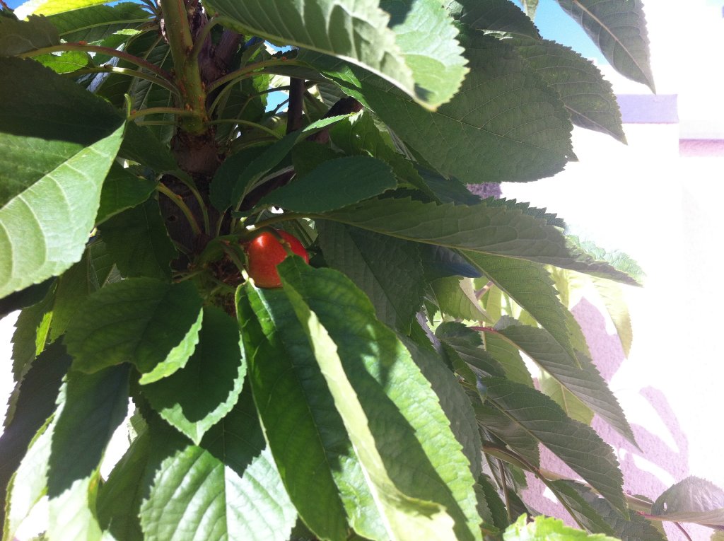 [Foto de planta, jardin, jardineria]