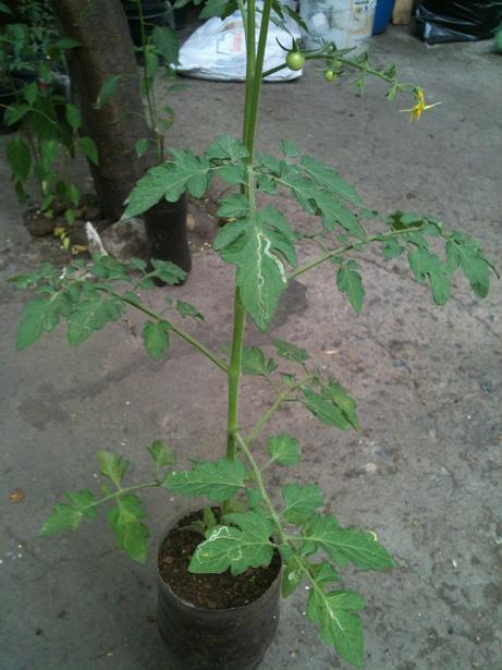 [Foto de planta, jardin, jardineria]