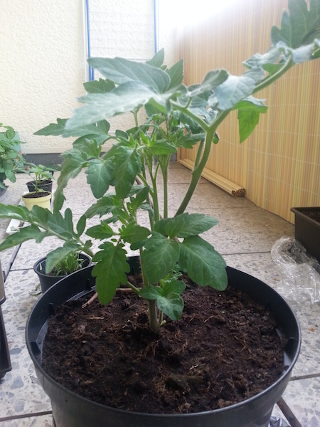 [Foto de planta, jardin, jardineria]