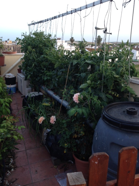 [Foto de planta, jardin, jardineria]