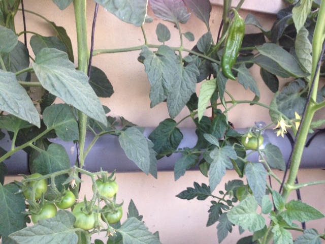 [Foto de planta, jardin, jardineria]