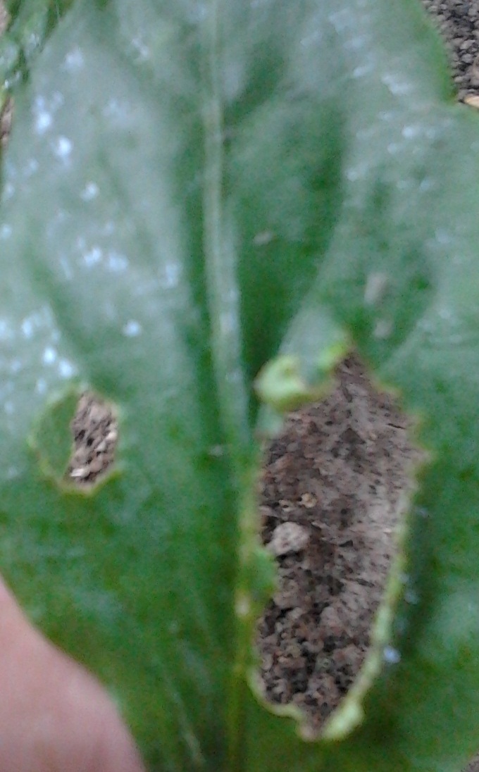 [Foto de planta, jardin, jardineria]