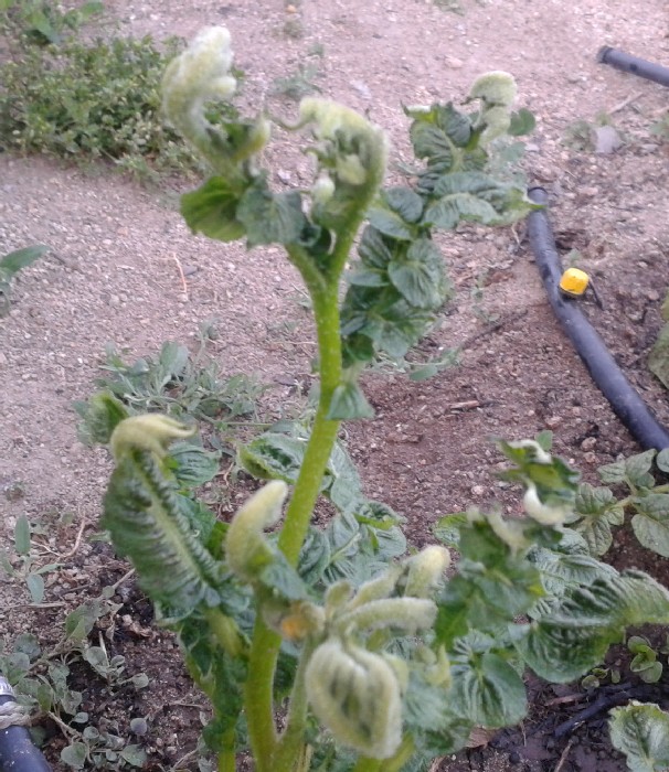 [Foto de planta, jardin, jardineria]