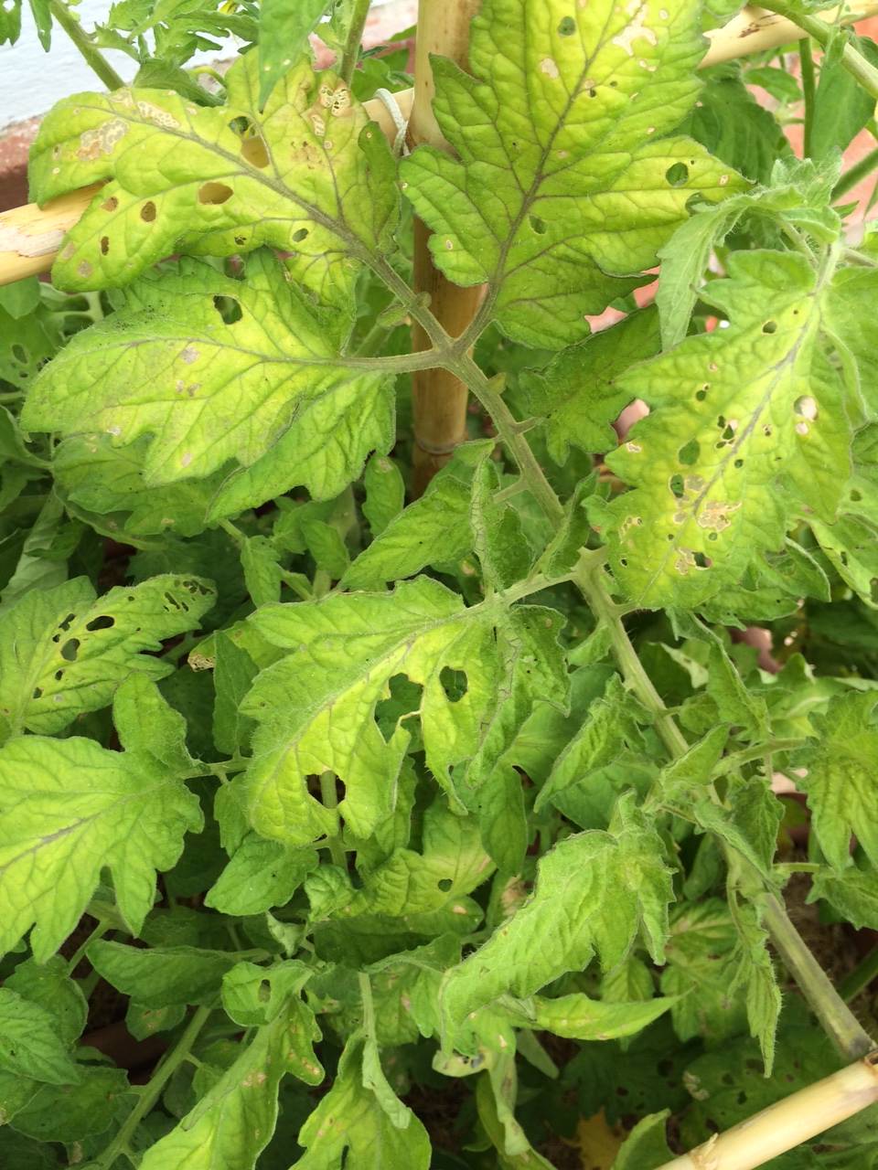 [Foto de planta, jardin, jardineria]