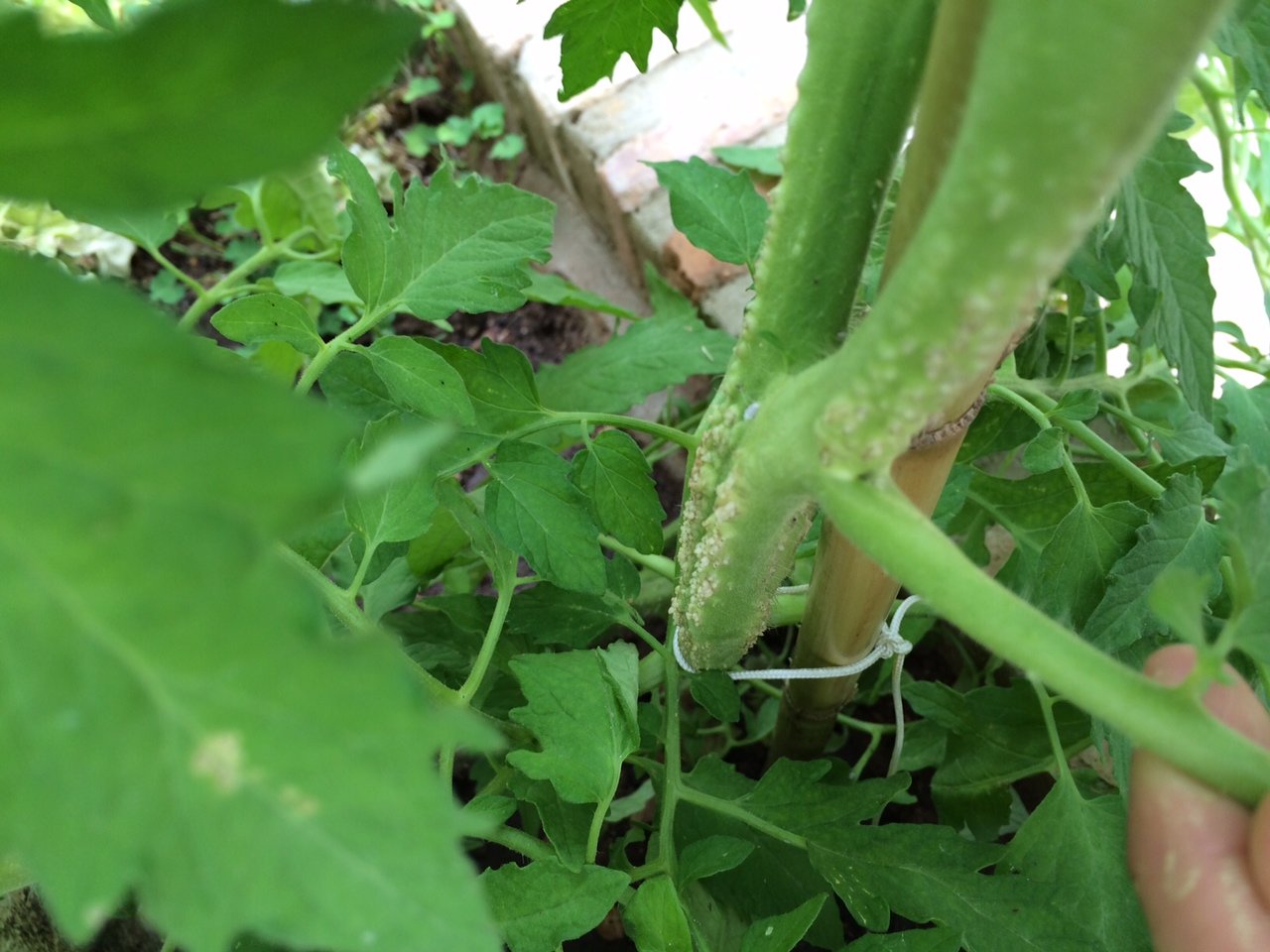 [Foto de planta, jardin, jardineria]