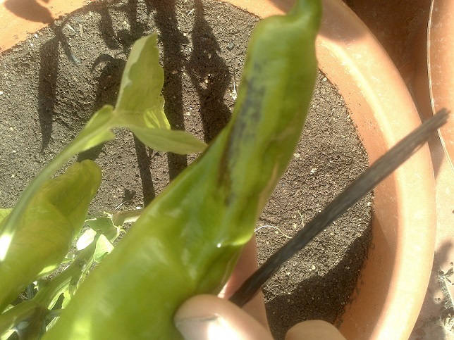 [Foto de planta, jardin, jardineria]