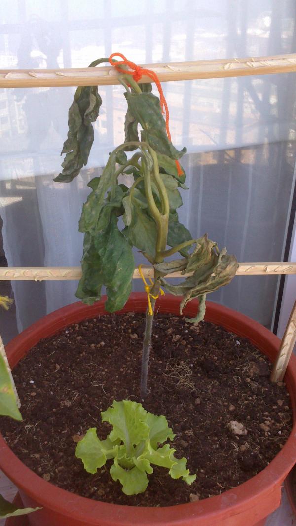 [Foto de planta, jardin, jardineria]