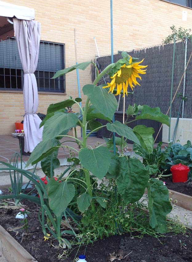 [Foto de planta, jardin, jardineria]